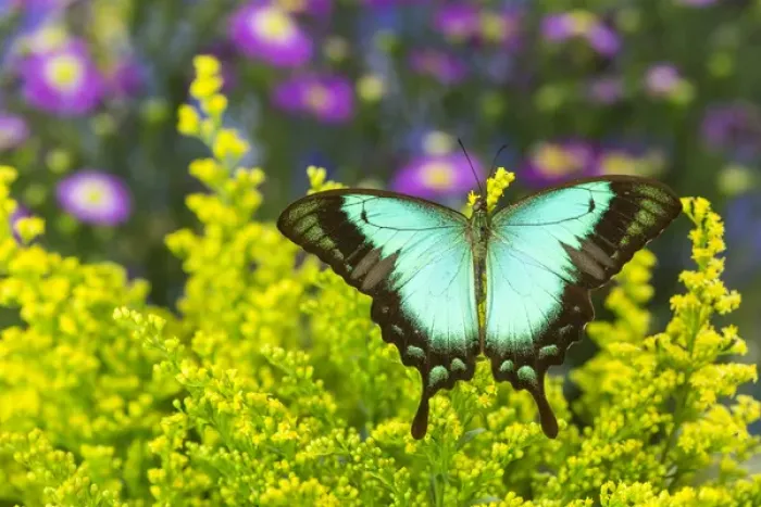 Framed Print : Sea Green Swallowtail Butterfly, Papilio lorquinianus Framed Print : Sea Green Swallowtail Butterfly, Papilio lorquinianus