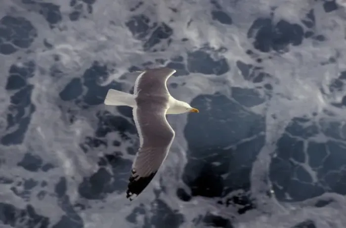 Framed Print : Sea gull at sea Cruising Framed Print : Sea gull at sea Cruising
