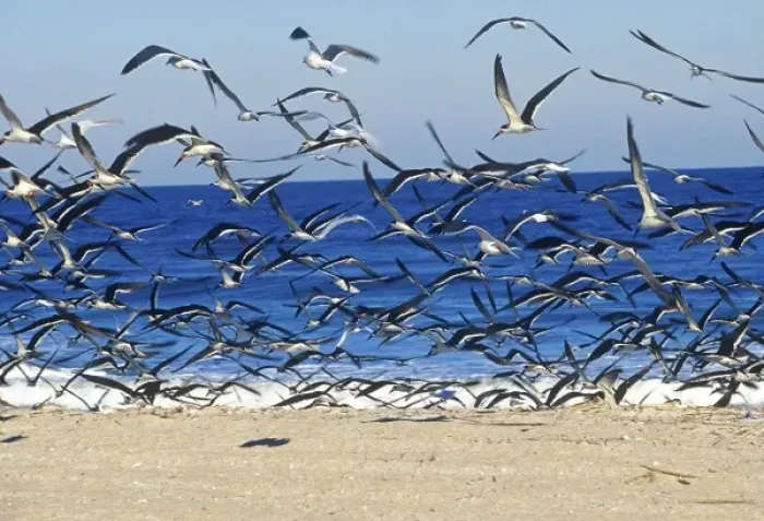 Framed Print : Sea Gulls on American Beach, Jacksonville, FL Framed Print : Sea Gulls on American Beach, Jacksonville, FL