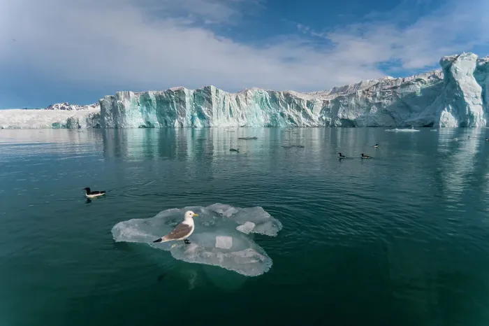 Framed Print : Sea gulls on ice floe in arctic waters fronting Lilliehook Glacier. Lilliehookfjorden, Spitsbergen Island, Svalbard, Norway