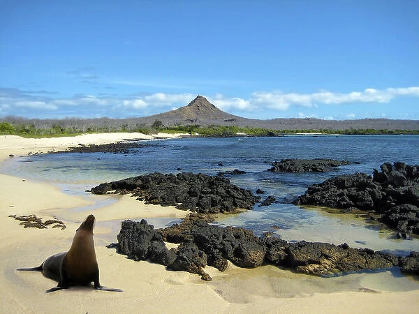 A sea lion (Eumetopias Jubatus) poses on the beach in the Galapgos Islands of Ecuador