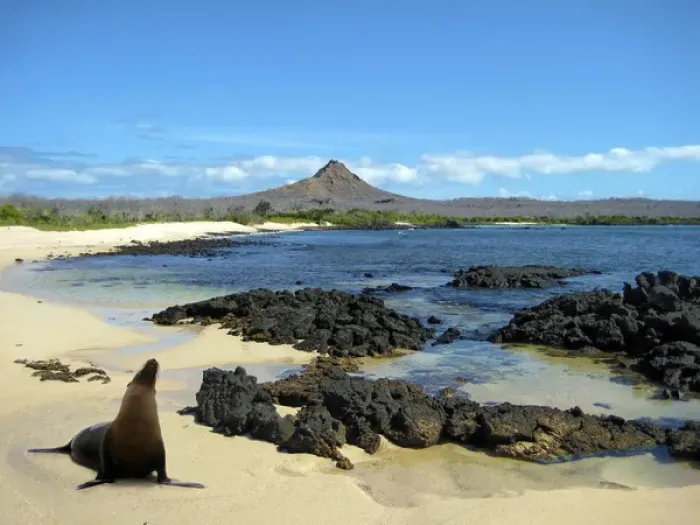 Framed Print : A sea lion (Eumetopias Jubatus) poses on the beach in the Galapgos Islands of Ecuador Framed Print : A sea lion (Eumetopias Jubatus) poses on the beach in the Galapgos Islands of Ecuador