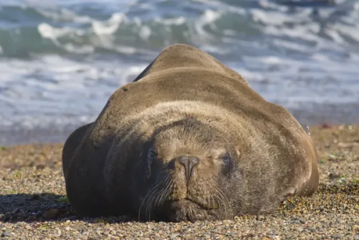 Framed Print : sea lion, Peninsula Valdez, Chubut Province. Unesco World Heritage Site, Patagonia