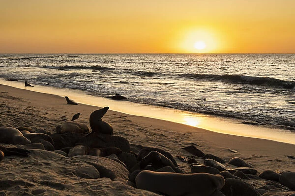 Sea lions on the beach, swimming, sleeping and moving about at sunset