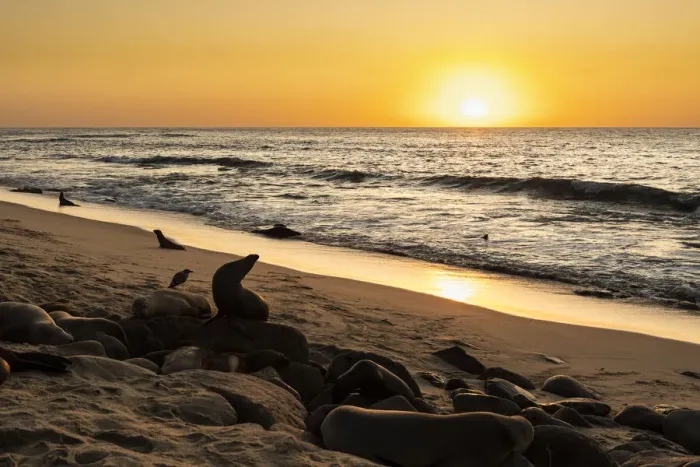 Framed Print : Sea lions on the beach, swimming, sleeping and moving about at sunset Framed Print : Sea lions on the beach, swimming, sleeping and moving about at sunset