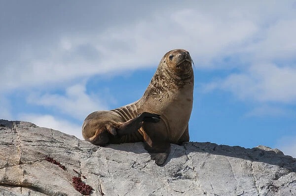 Sea lions, Beagle channel, Argentina, South America