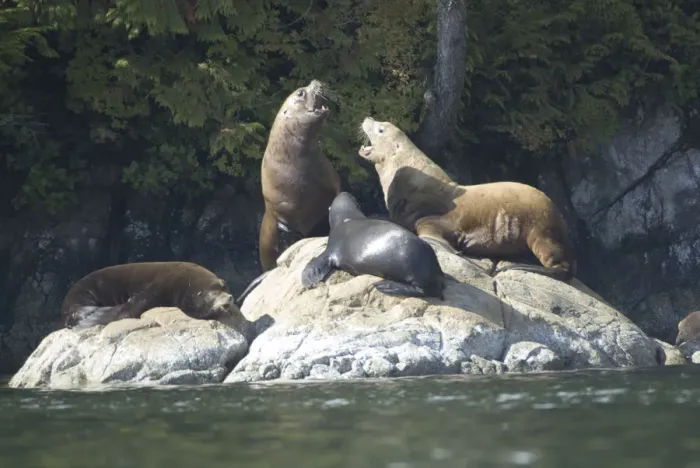 Framed Print : Sea Lions Cavorting Near Batley Island, Broken Island Group, Pacific Rim National Park Preserve