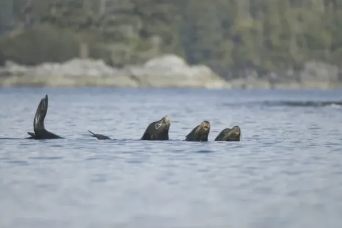 Framed Print : Sea Lions Cavorting Near Batley Island, Broken Island Group, Pacific Rim National Park Preserve