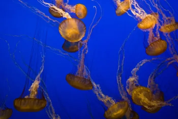 Framed Print : Sea Nettles (Chrysaora fuscescens) on display at the Monterey Bay Aquarium - Monterey Framed Print : Sea Nettles (Chrysaora fuscescens) on display at the Monterey Bay Aquarium - Monterey