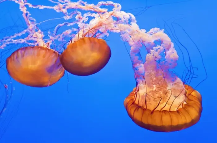 Framed Print : Sea nettles (Chrysaora fuscescens) at the Monterey Bay Aquarium, Monterey, California