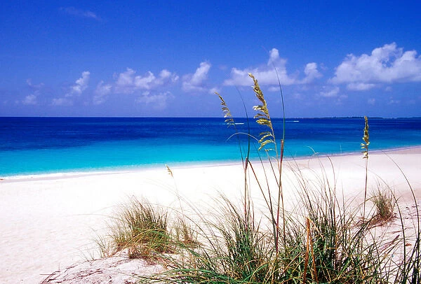 Sea oats, pink sand beach, Eleuthera Island, Bahamas