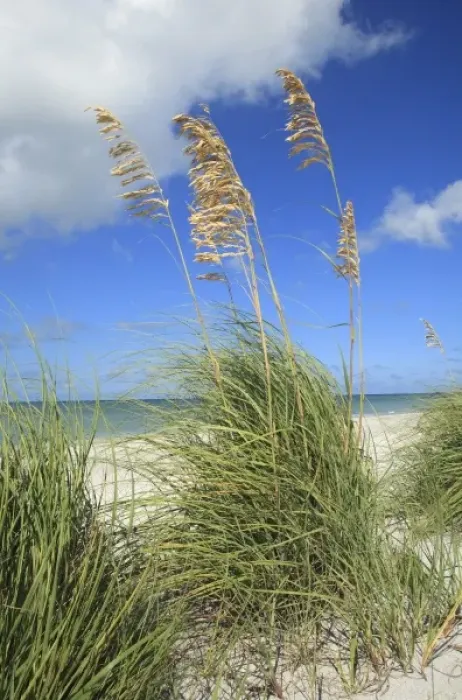 Framed Print : Sea Oats (Uniola paniculata) Captiva Island, Florida