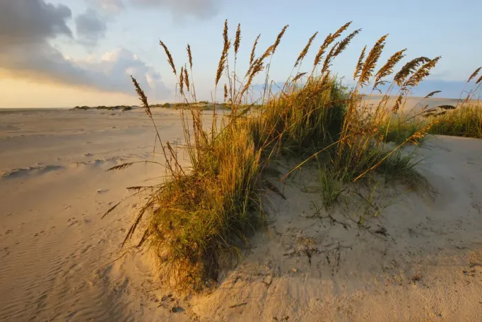 Framed Print : Sea Oats (Uniola Paniculata) on South Padre Island by the Gulf of Mexico at sunrise Framed Print : Sea Oats (Uniola Paniculata) on South Padre Island by the Gulf of Mexico at sunrise