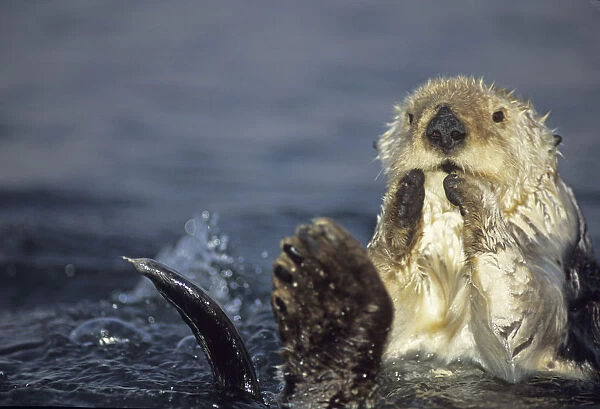 05. Sea Otter, Enhydra lutris
