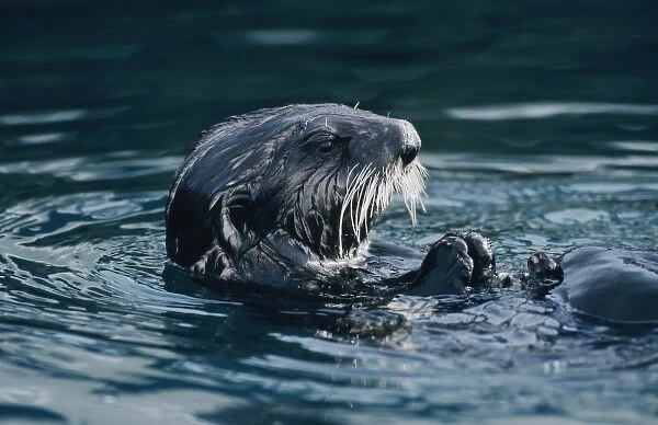 Sea Otter, Enhydra lutris, adult eating Shells, Seward, Alaska, USA, March