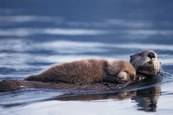 sea otter, Enhydra lutris lutris, mother with pup, Saw Mill Bay, Prince William Sound
