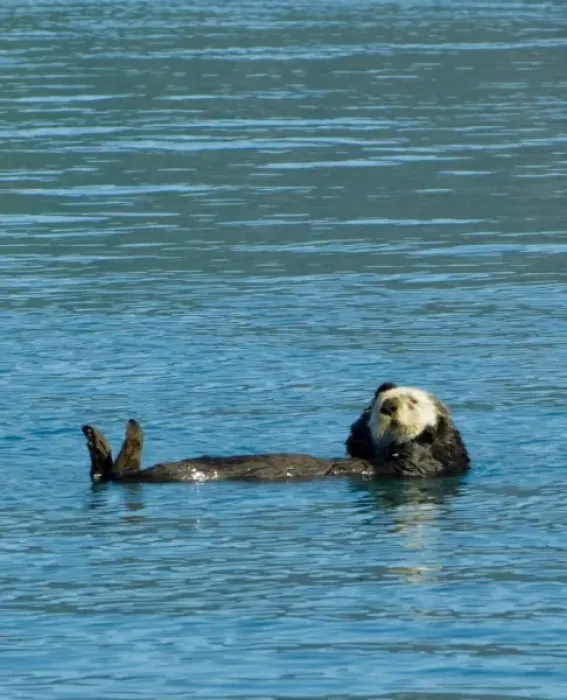 Framed Print : Sea otter floating along in the cold waters of Aialik Bay Kenai Fjords National Park Alaska Framed Print : Sea otter floating along in the cold waters of Aialik Bay Kenai Fjords National Park Alaska
