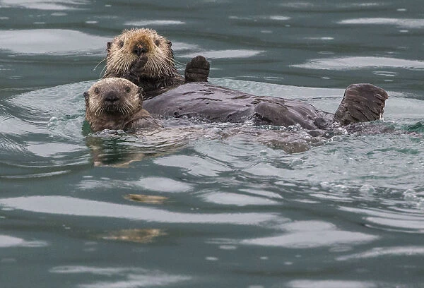Sea otter and pup, Icy Strait, Alaska, USA
