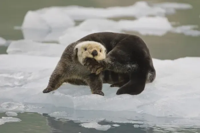 Framed Print : A sea otter rests on a small iceberg and chews on his hind foot near the tidewater Framed Print : A sea otter rests on a small iceberg and chews on his hind foot near the tidewater