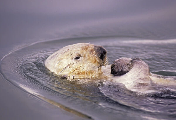 05. Sea Otters, Enhydra lutris