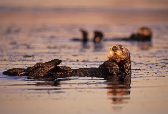 Framed Print : 05. Sea Otters, Enhydra lutris Framed Print : 05. Sea Otters, Enhydra lutris