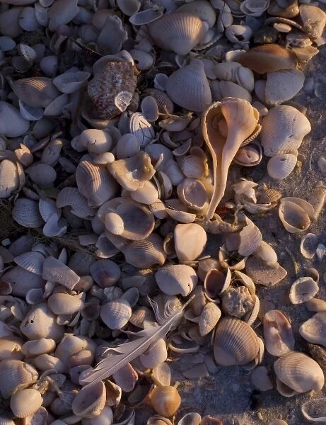 Sea shells, Captiva Island, Florida