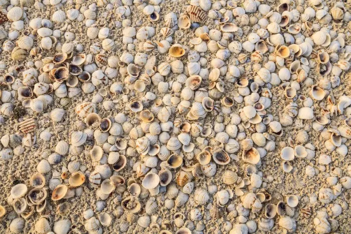 Framed Print : Sea Shells concentrated on beach. Mexico, Yucatan Peninsula, Quintana Roo, Holbox Island Framed Print : Sea Shells concentrated on beach. Mexico, Yucatan Peninsula, Quintana Roo, Holbox Island
