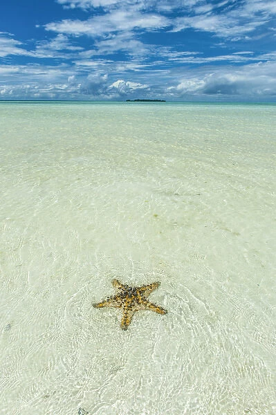 Sea star in the sand on the Rock islands, Palau, Central Pacific