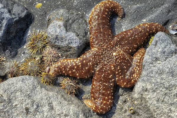 Sea Star, tidal pool, Juneau, Alaska, USA