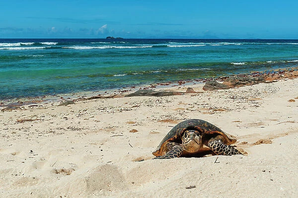 A sea turtle making its way up a beach to dig a nest and lay eggs. Grand Anse Beach, Fregate Island, Seychelles