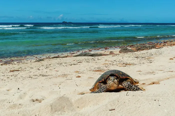 Framed Print : A sea turtle making its way up a beach to dig a nest and lay eggs. Grand Anse Beach, Fregate Island, Seychelles Framed Print : A sea turtle making its way up a beach to dig a nest and lay eggs. Grand Anse Beach, Fregate Island, Seychelles
