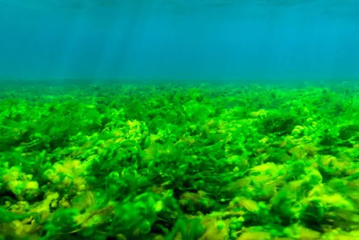 Framed Print : Seabottom covered with Green Algae, St. Vincent and the Grenadines