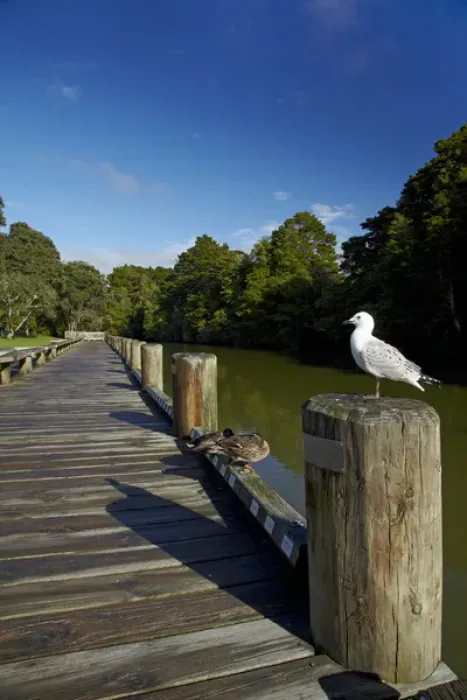 Framed Print : Seagull on boardwalk by Mahurangi River, Warkworth, Auckland Region, North Island