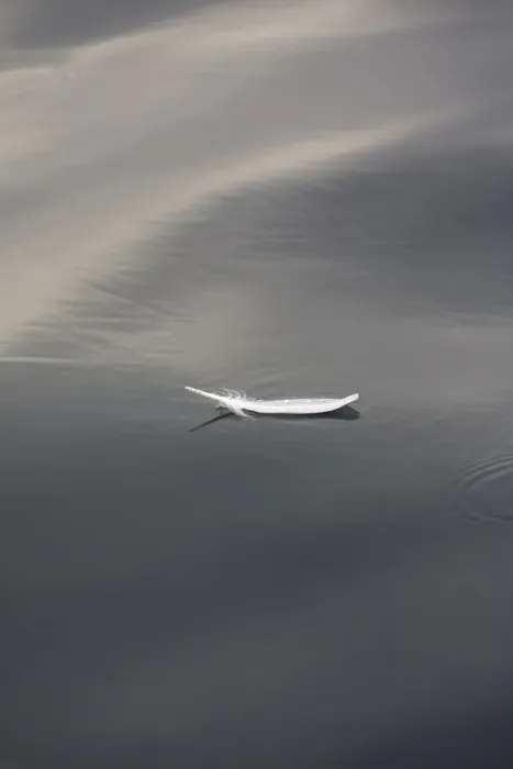 Framed Print : Seagull feather floating on calm water Framed Print : Seagull feather floating on calm water