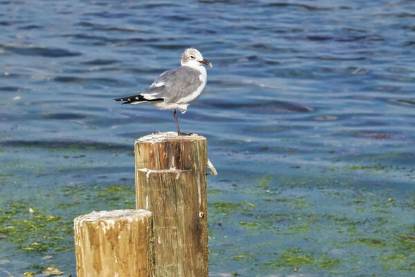 Seagull on a piling, Florida, USA