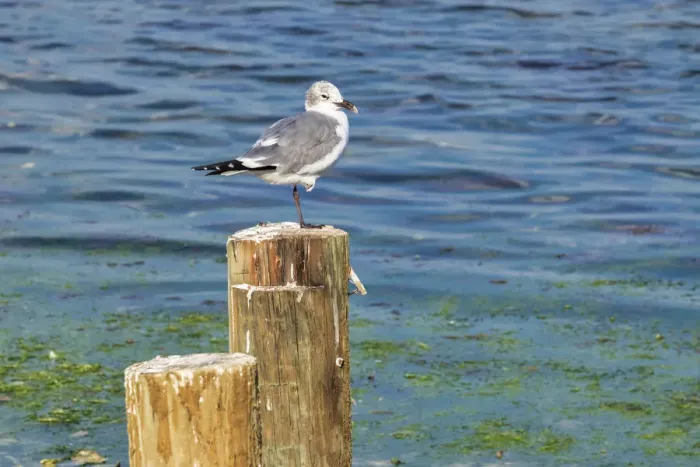 Framed Print : Seagull on a piling, Florida, USA Framed Print : Seagull on a piling, Florida, USA