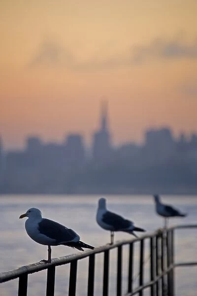 Seagulls and a backdrop of San Francisco Skyline, California at dawn