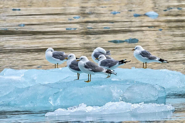 Seagulls on glacial ice, LeConte Bay, Alaska