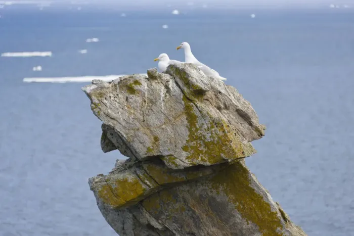 Framed Print : Seagulls on rock pile, Kolyuchin Island, once an important Russian Polar Research Station