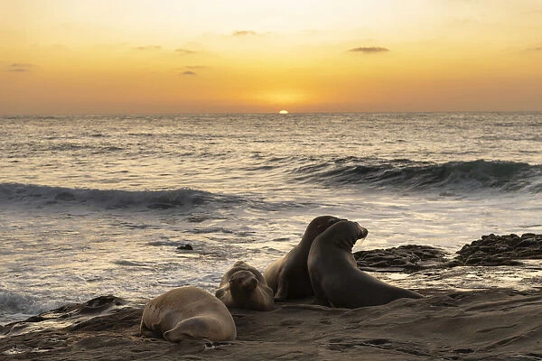 Seal lions interacting on the rocks at the Pacific Ocean side with the setting sun