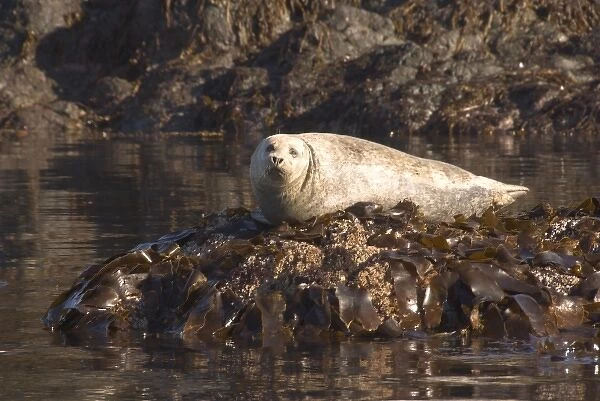 Seal on a rocky island on Peterson Bay near Homer Alaska