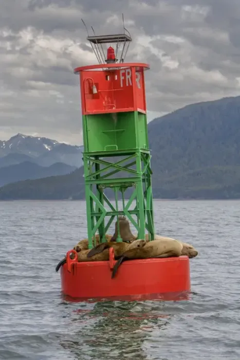 Framed Print : Seals resting on buoy. Juneau. Alaska Framed Print : Seals resting on buoy. Juneau. Alaska
