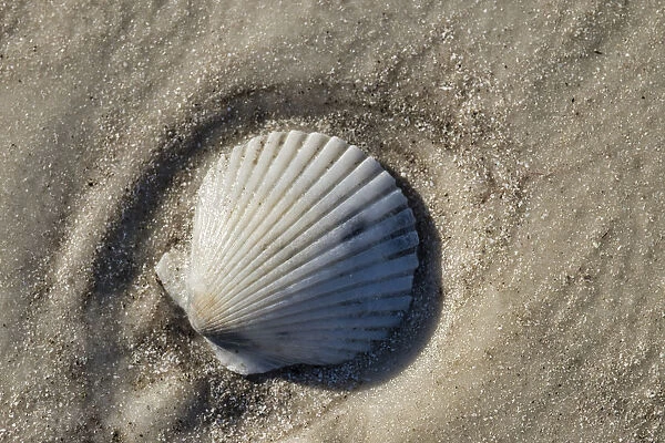 Seashell, Honeymoon Island State Park, Dunedin, Florida, USA