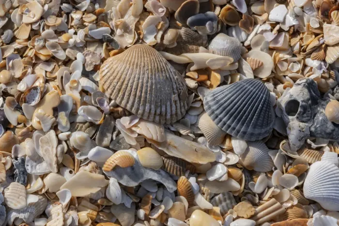 Framed Print : Seashells on the beach, Florida Framed Print : Seashells on the beach, Florida