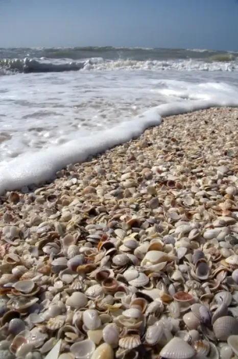 Framed Print : Seashells on the beach at Sanibel Island on the Gulf Coast of Florida