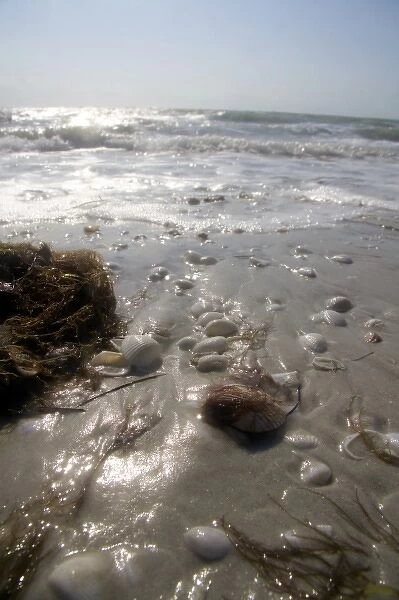 Seashells on the beach at Sanibel Island on the Gulf Coast of Florida