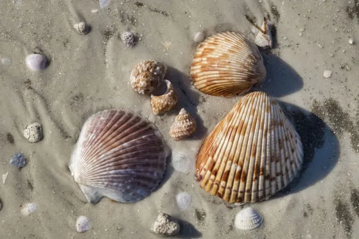 Framed Print : Seashells, Honeymoon Island State Park, Dunedin, Florida, USA Framed Print : Seashells, Honeymoon Island State Park, Dunedin, Florida, USA