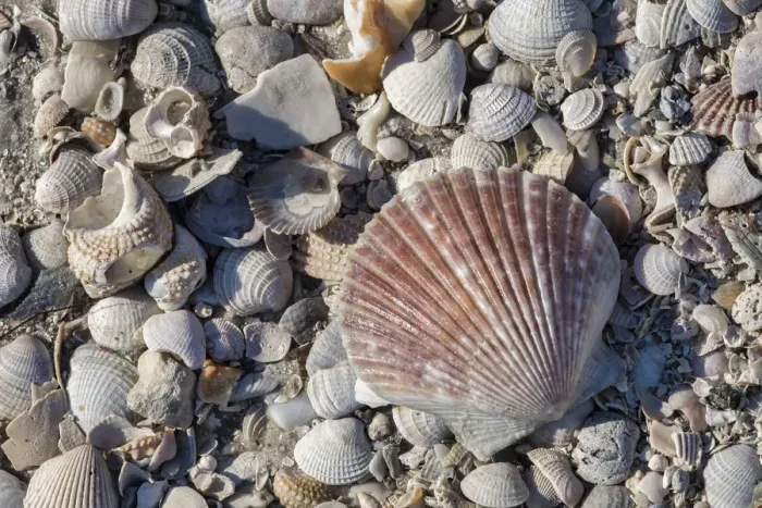 Framed Print : Seashells, Honeymoon Island State Park, Dunedin, Florida, USA