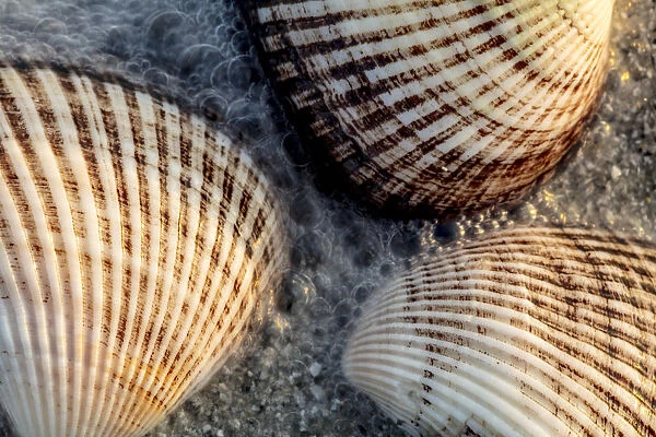 Seashells on Sanibel Island in Florida, USA