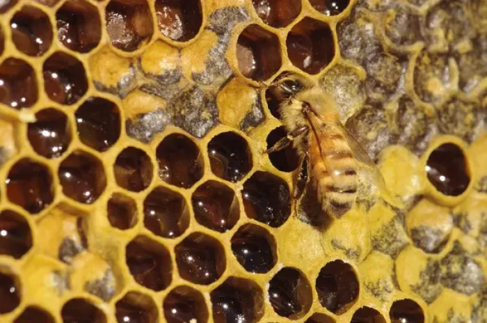 Framed Print : Seattle. Closeup of bee and comb, with honey